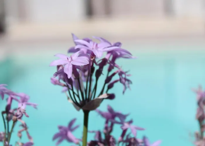 Apartment Da Ciuruzzo *